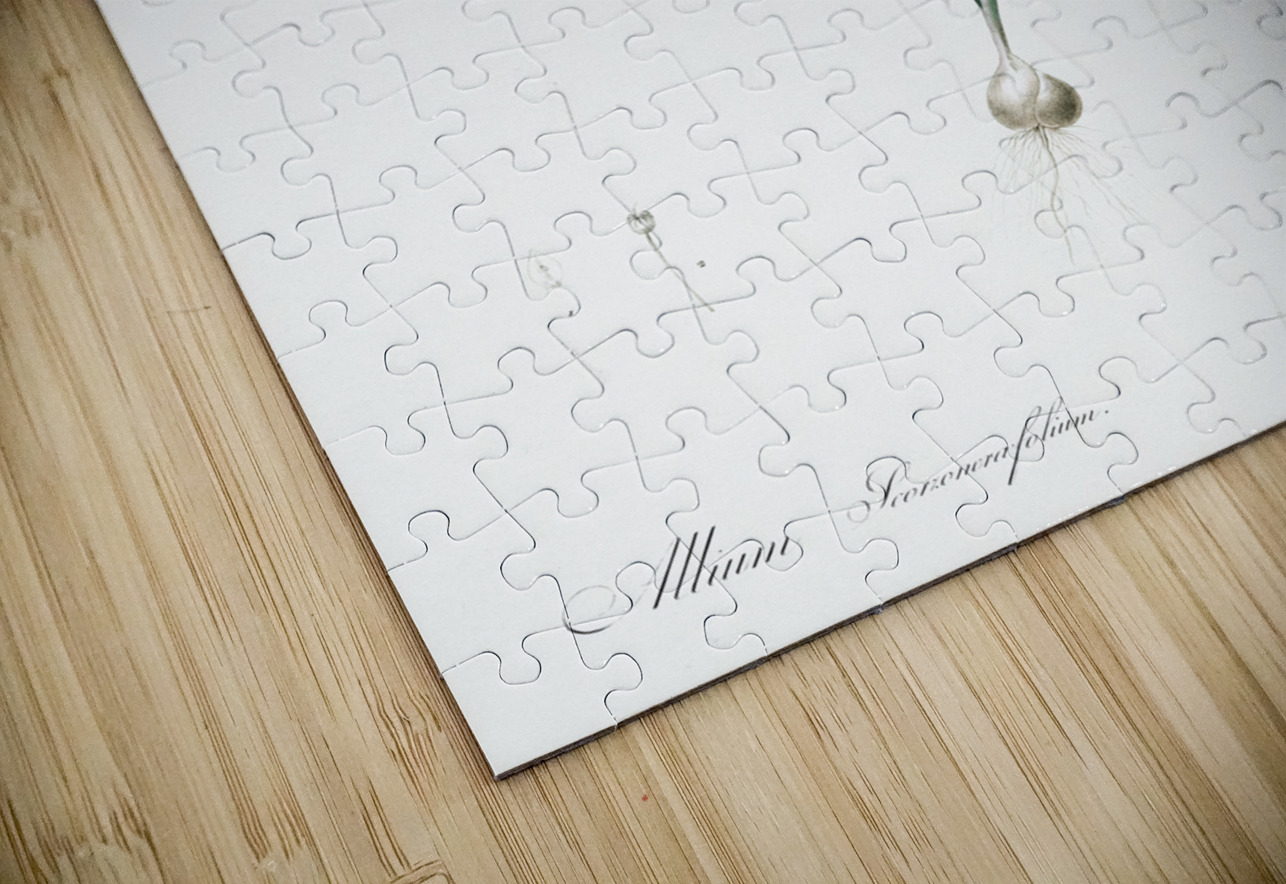 Small yellow onion illustration  IStockHistory com Puzzle