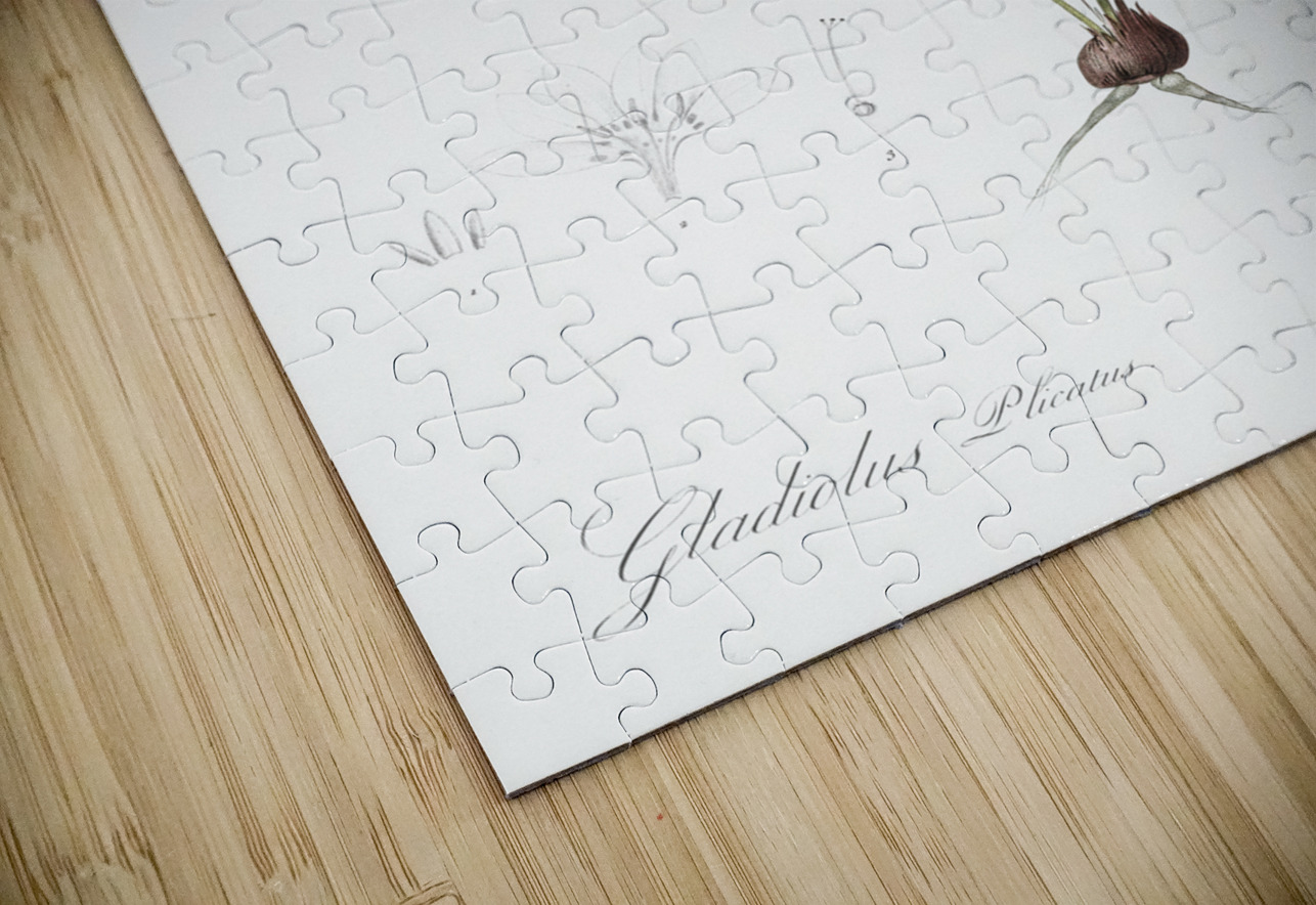 Gladiolus plicatus illustration  IStockHistory com Puzzle