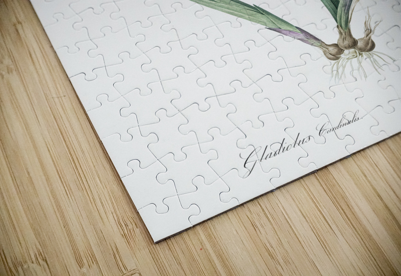 Gladiolus cardinalis illustration  IStockHistory com Puzzle