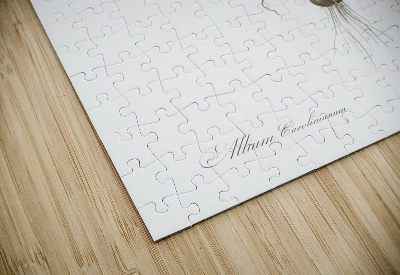 Allium carolinianum illustration  IStockHistory com Puzzle