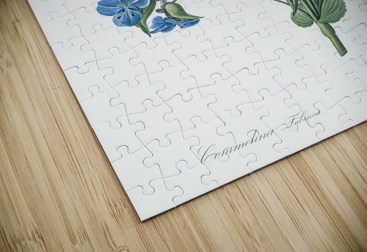 Commelina tuberosa illustration  IStockHistory com Puzzle