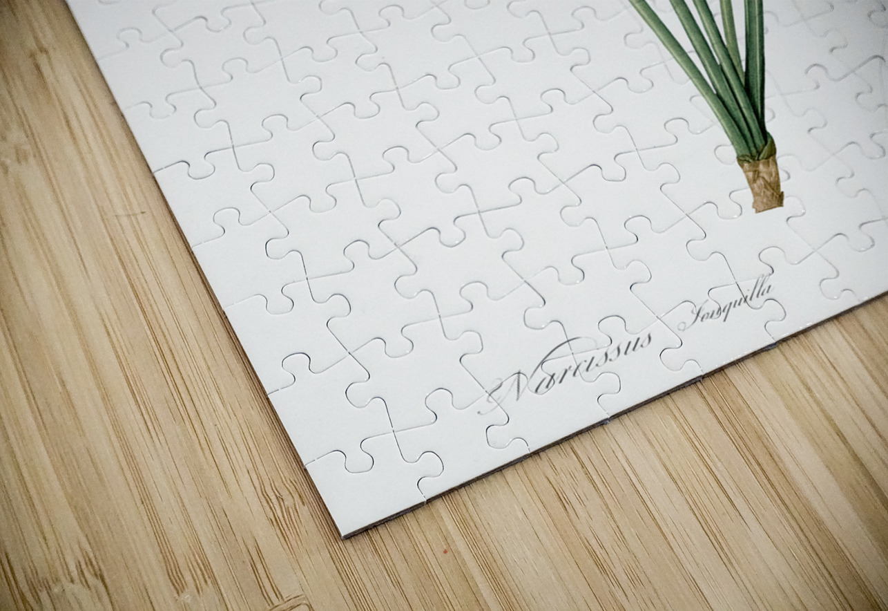 Rush daffodil illustration  IStockHistory com Puzzle