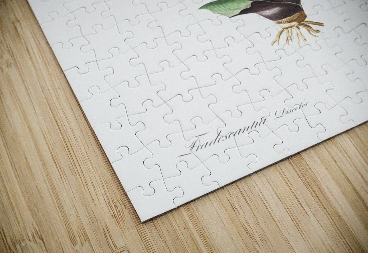 Boat lily illustration  IStockHistory com Puzzle