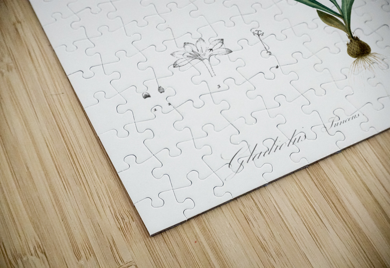 Gladiolus junceus illustration  IStockHistory com Puzzle