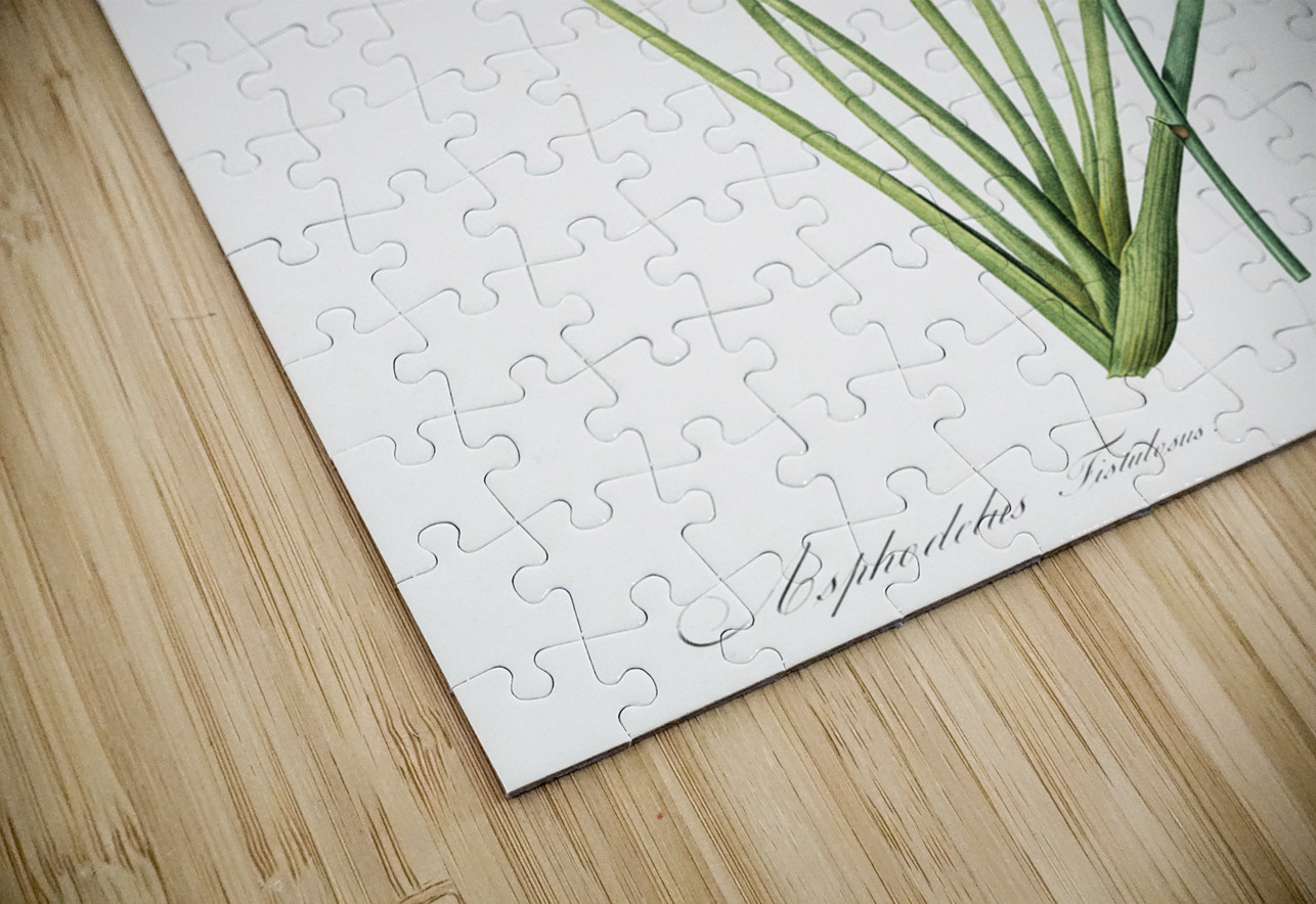 Asphodelus fistulosus illustration  IStockHistory com Puzzle