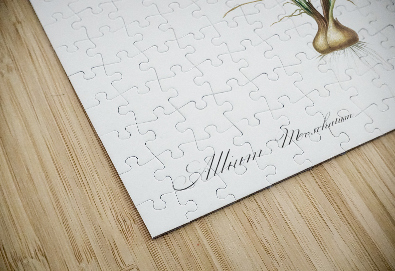 Cordyline fruticosa illustration  IStockHistory com Puzzle