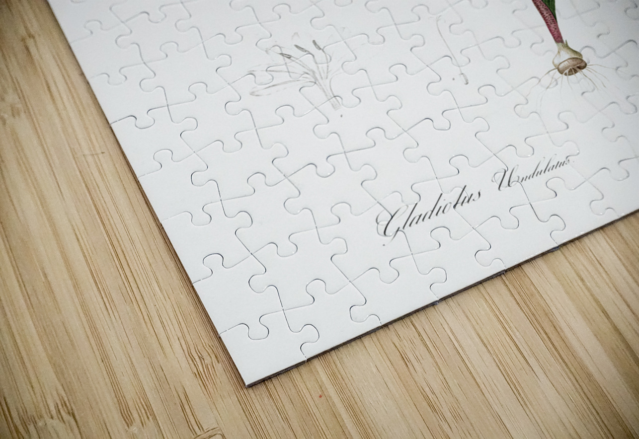 Gladiolus illustration  IStockHistory com Puzzle