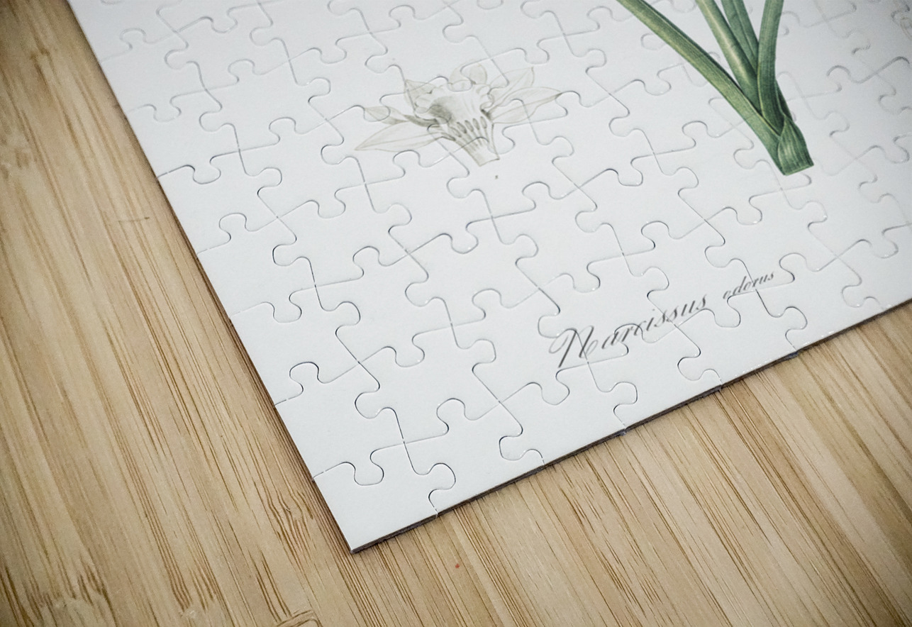 Narcissus odorus illustration  IStockHistory com Puzzle