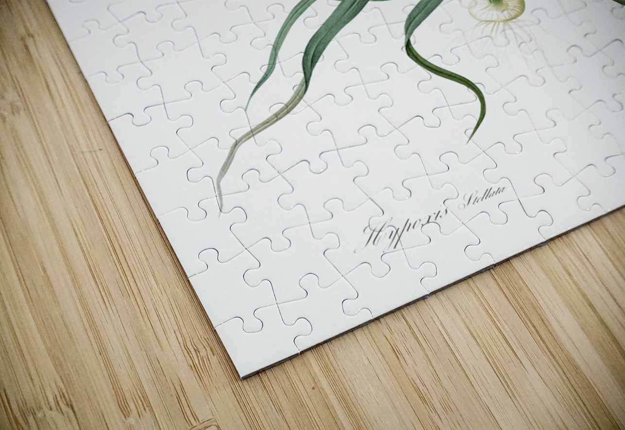 Hypoxis stellata illustration  IStockHistory com Puzzle