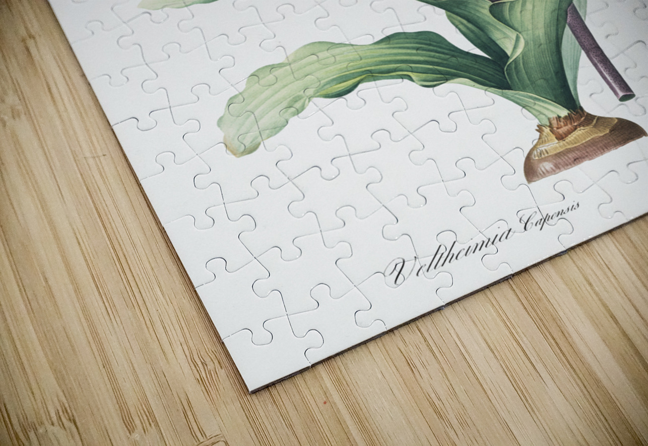 Veltheimia capensis illustration  IStockHistory com Puzzle