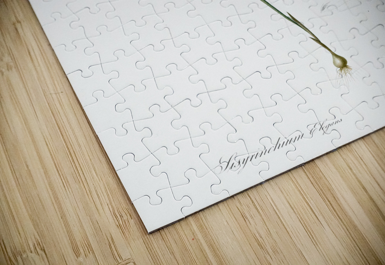 Diasia graminifolia illustration  IStockHistory com Puzzle