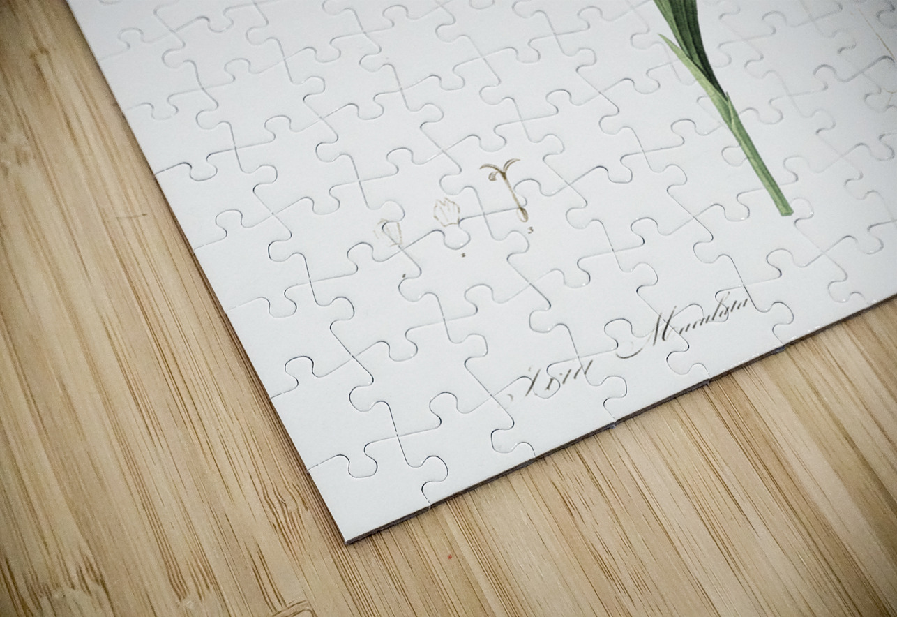 Ixia maculata illustration  IStockHistory com Puzzle