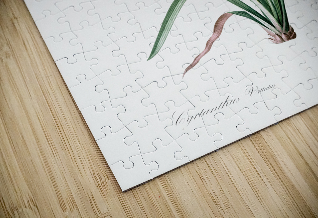 Crytanthus vittatus illustration  IStockHistory com Puzzle