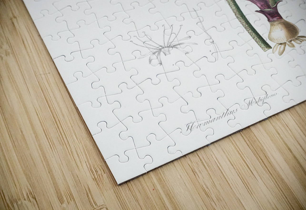 Blood lily illustration  IStockHistory com Puzzle