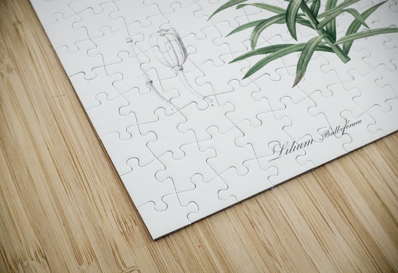 Fire lily illustration  IStockHistory com Puzzle