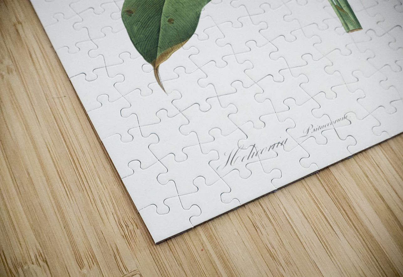 Lobster claws illustration  IStockHistory com Puzzle