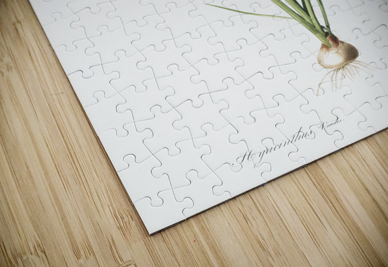 Hyacinthus viridis illustration  IStockHistory com Puzzle