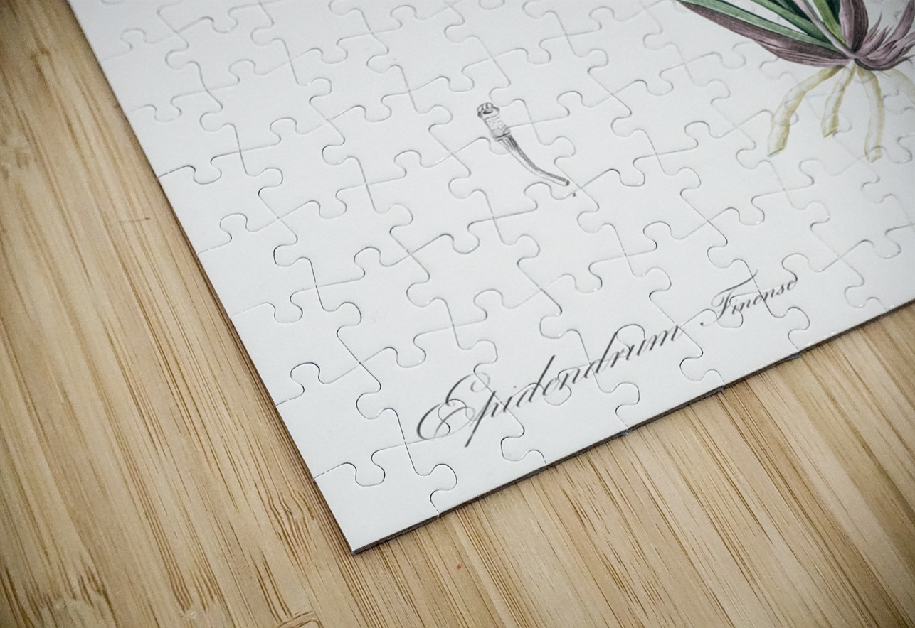 Epidendrum sinense illustration  IStockHistory com Puzzle