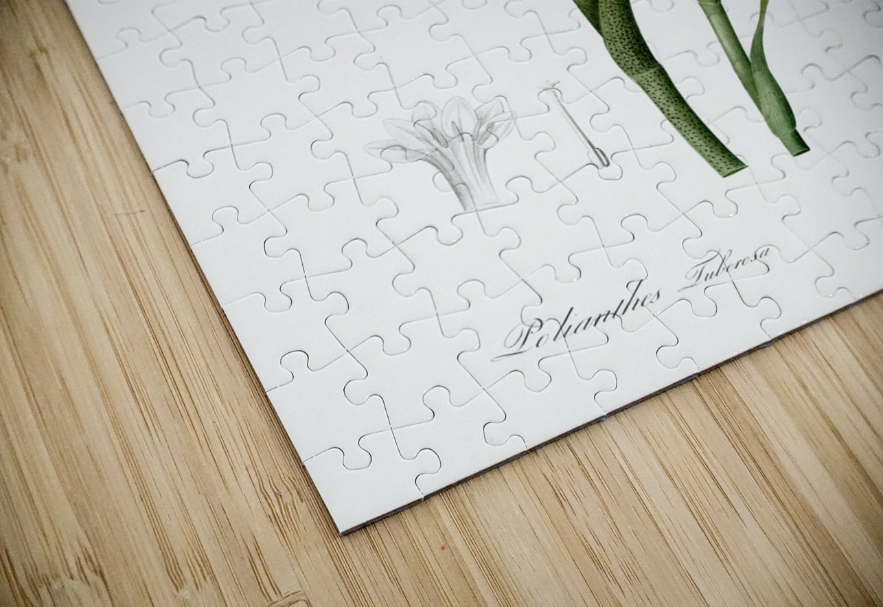 Polianthes tuberosa illustration  IStockHistory com Puzzle