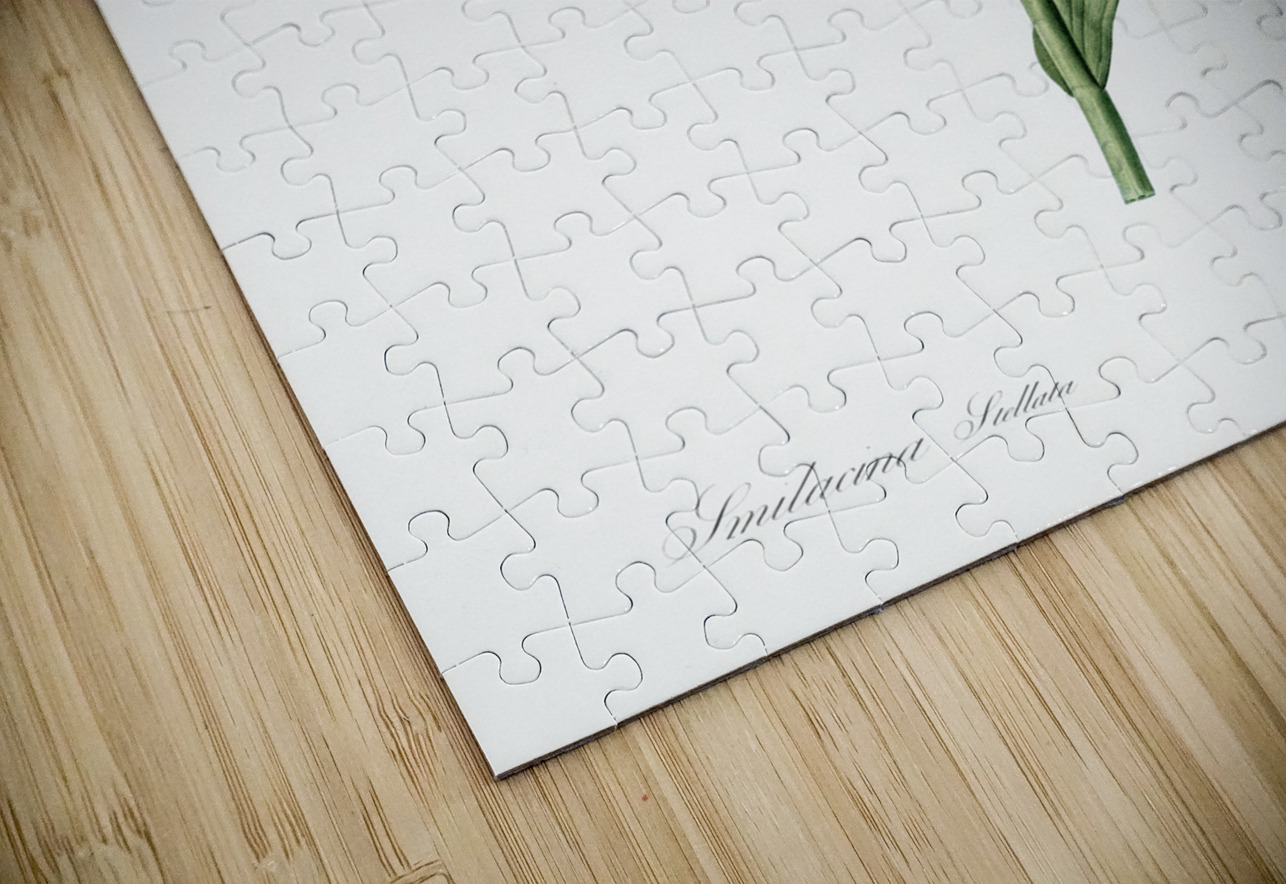 Smilacina stellata illustration  IStockHistory com Puzzle
