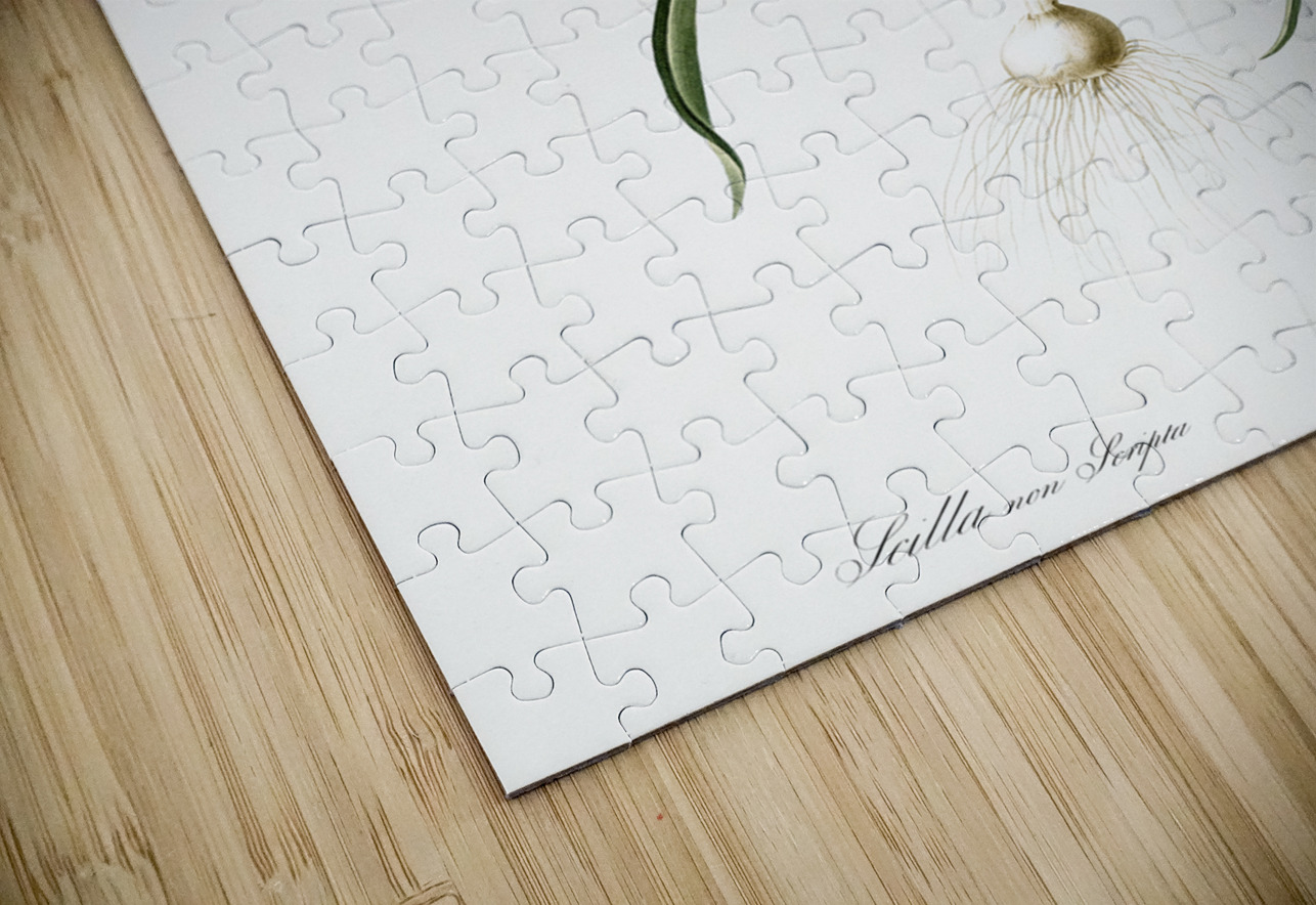 Common Bluebell illustration  IStockHistory com Puzzle