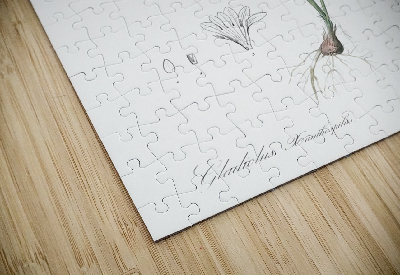 Gladiolus Xanthospilus illustration  IStockHistory com Puzzle