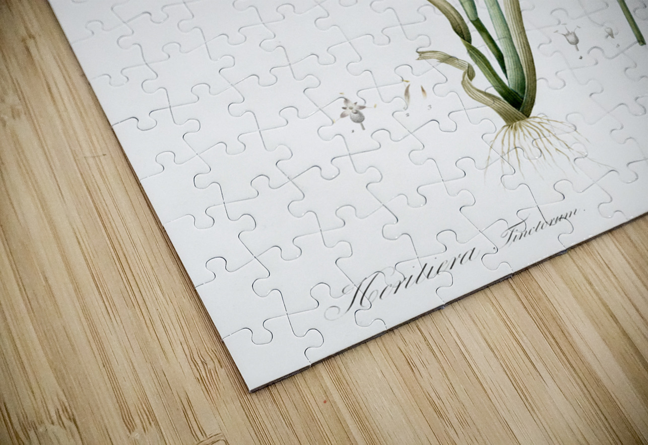 Carolina redroot illustration  IStockHistory com Puzzle