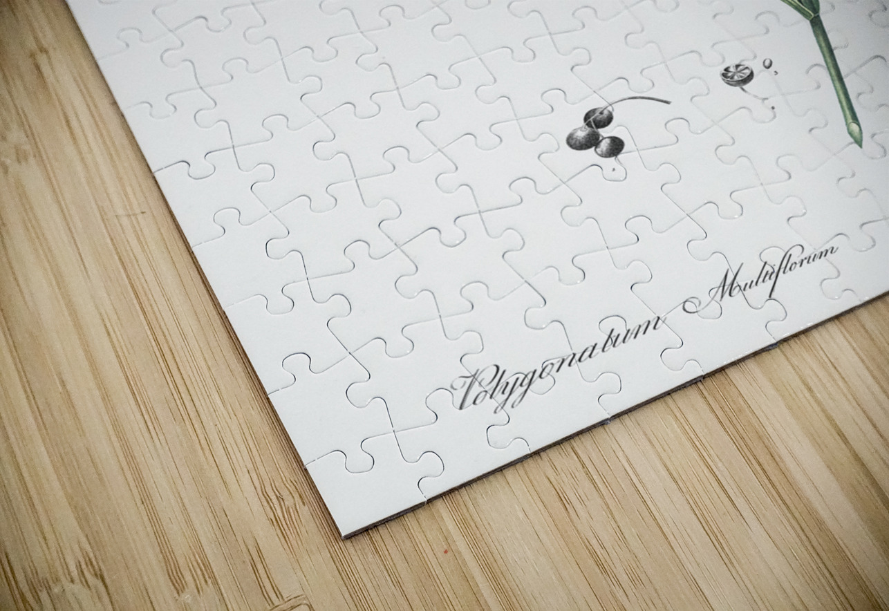 Solomon seal illustration  IStockHistory com Puzzle