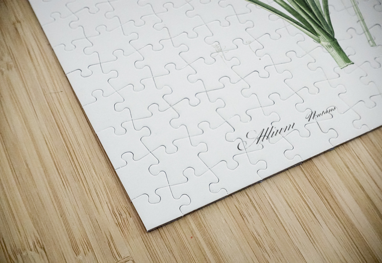 Star squill illustration  IStockHistory com Puzzle