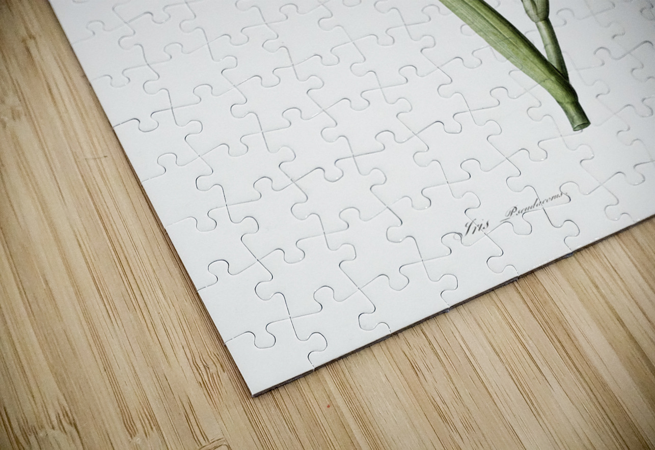 Pale garlic illustration  IStockHistory com Puzzle