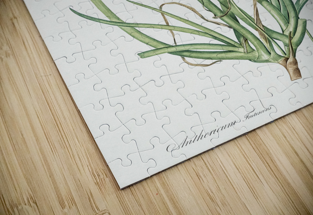 Stalked bulbine illustration  IStockHistory com Puzzle