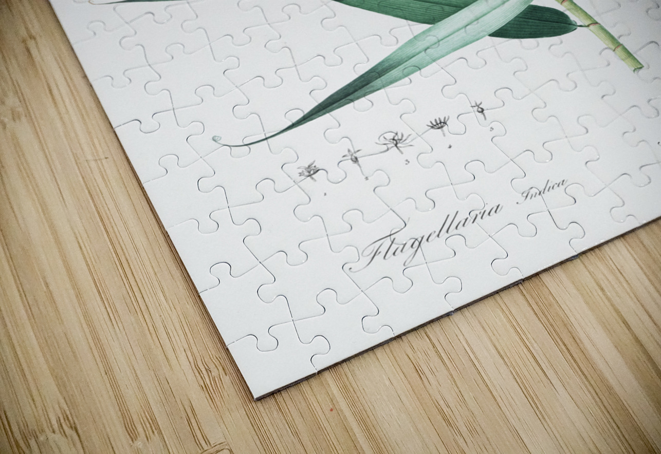 Bush cane illustration  IStockHistory com Puzzle