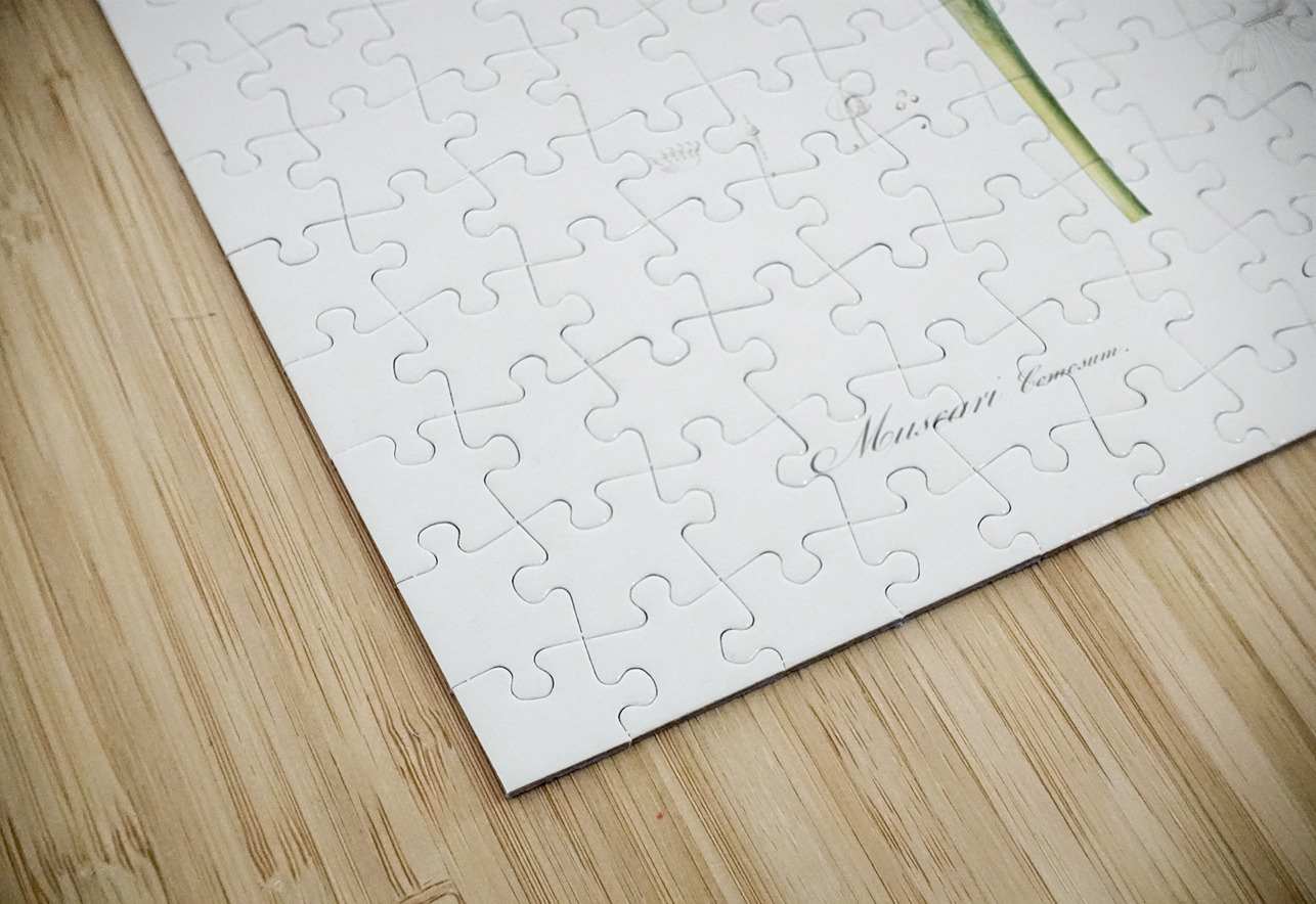 Grape hyacinth illustration  IStockHistory com Puzzle