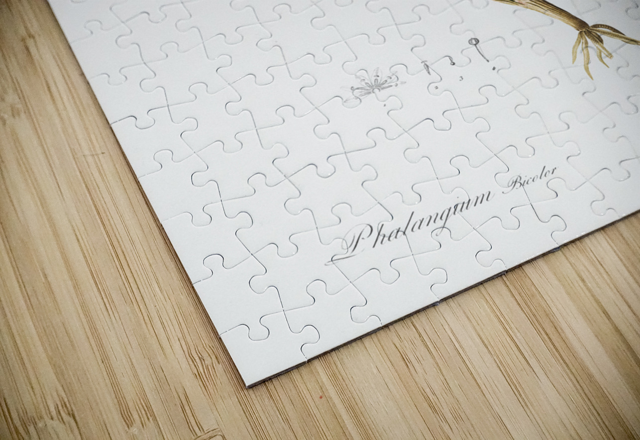 Phalangium bicolor illustration  IStockHistory com Puzzle