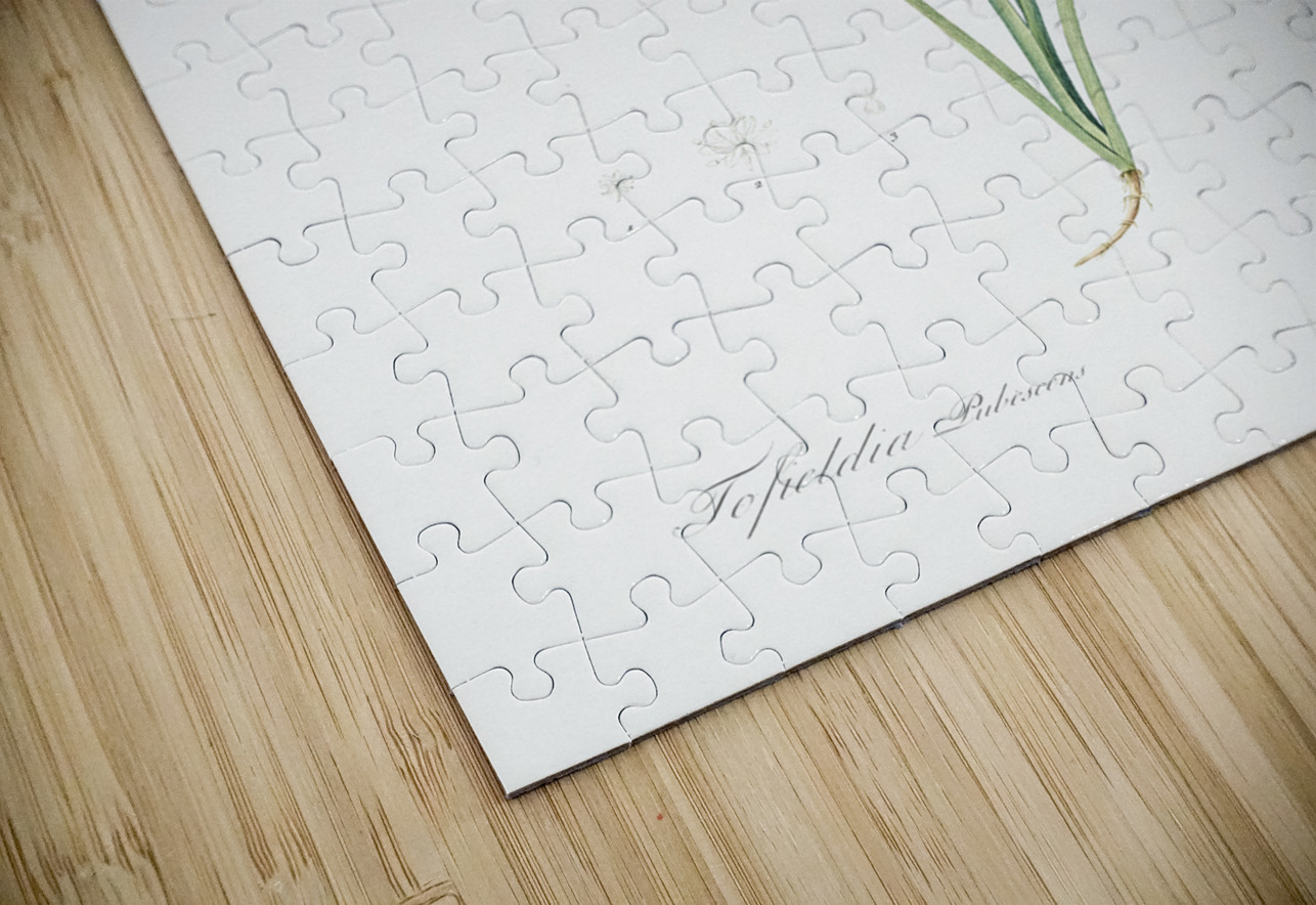 Tofield asphodel illustration  IStockHistory com Puzzle