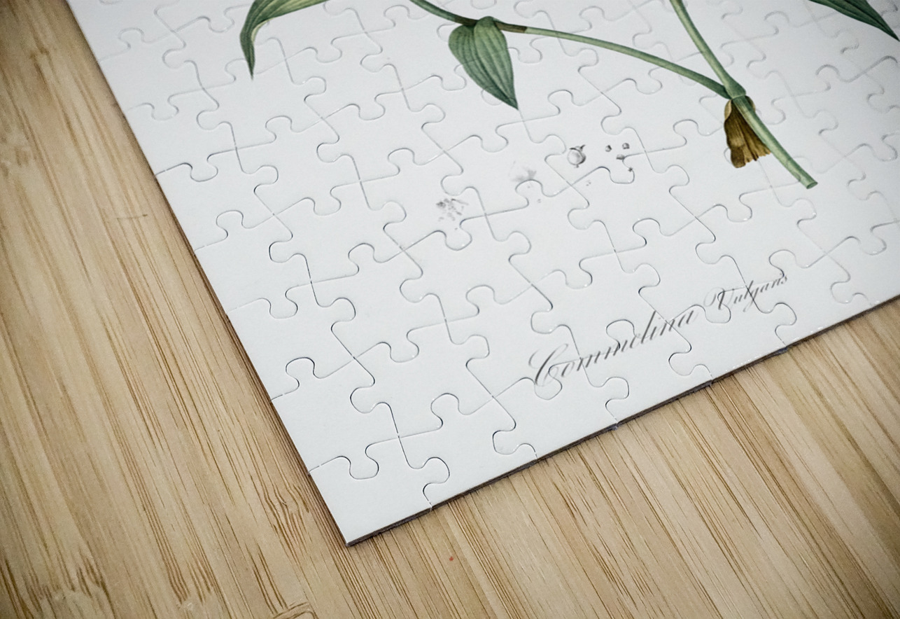 Canada lily illustration  IStockHistory com Puzzle