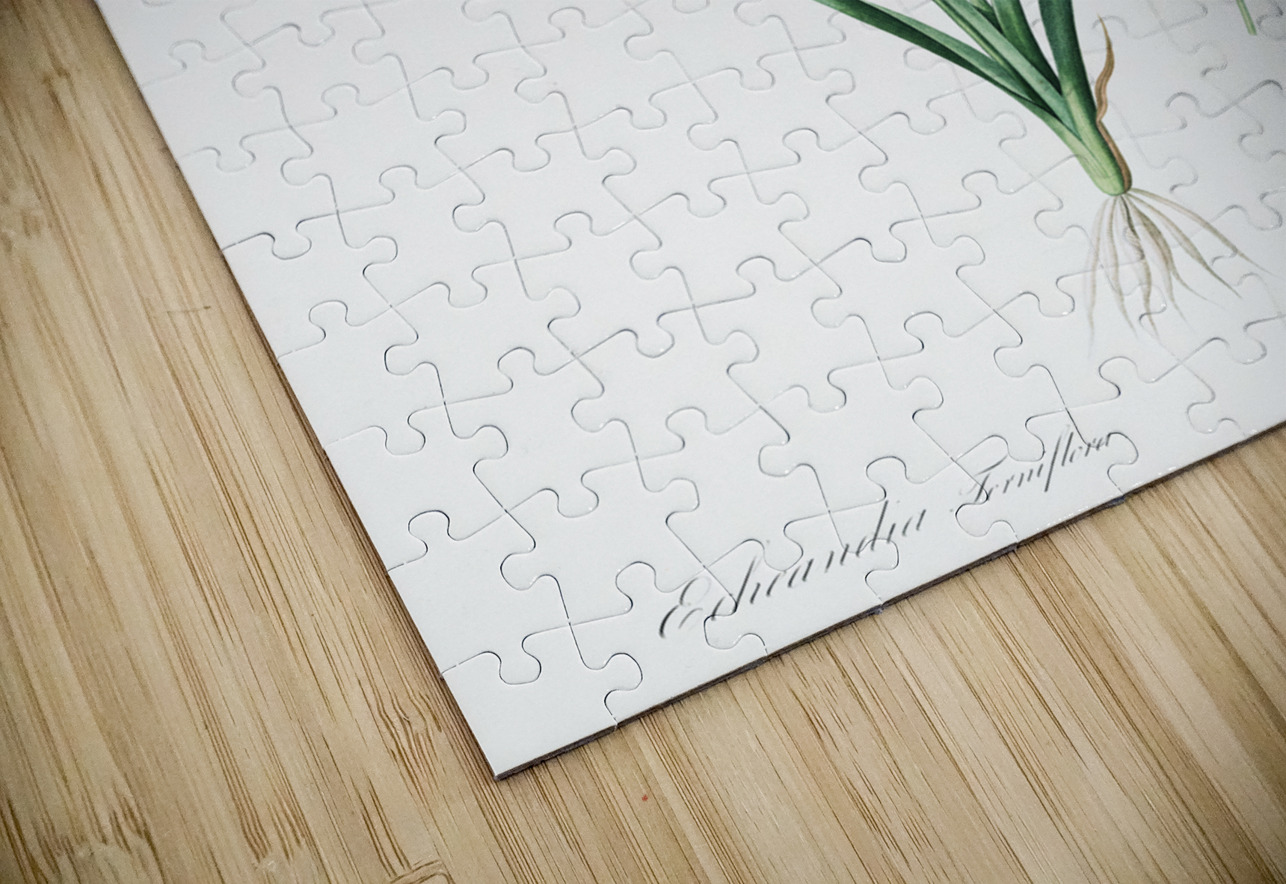 Torrey craglily illustration  IStockHistory com Puzzle