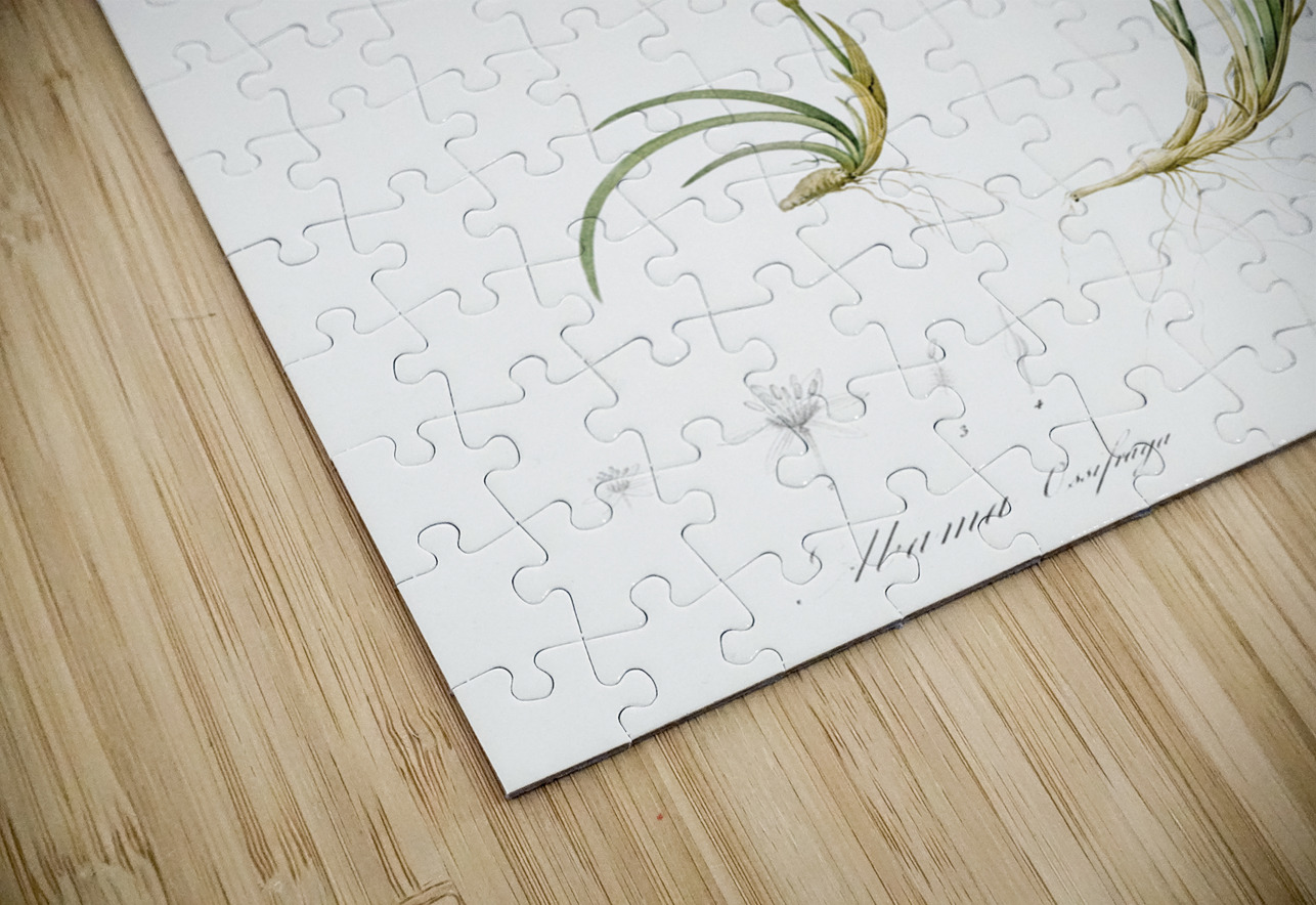 Abama ossifraga illustration  IStockHistory com Puzzle