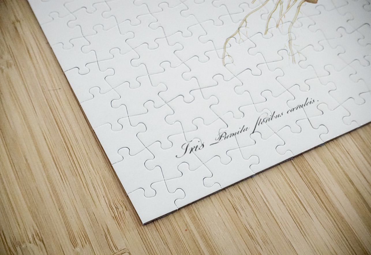 Pygmy iris illustration  IStockHistory com Puzzle