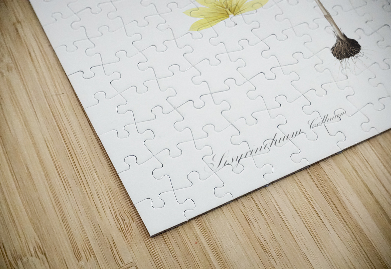 Cape tulip illustration  IStockHistory com Puzzle