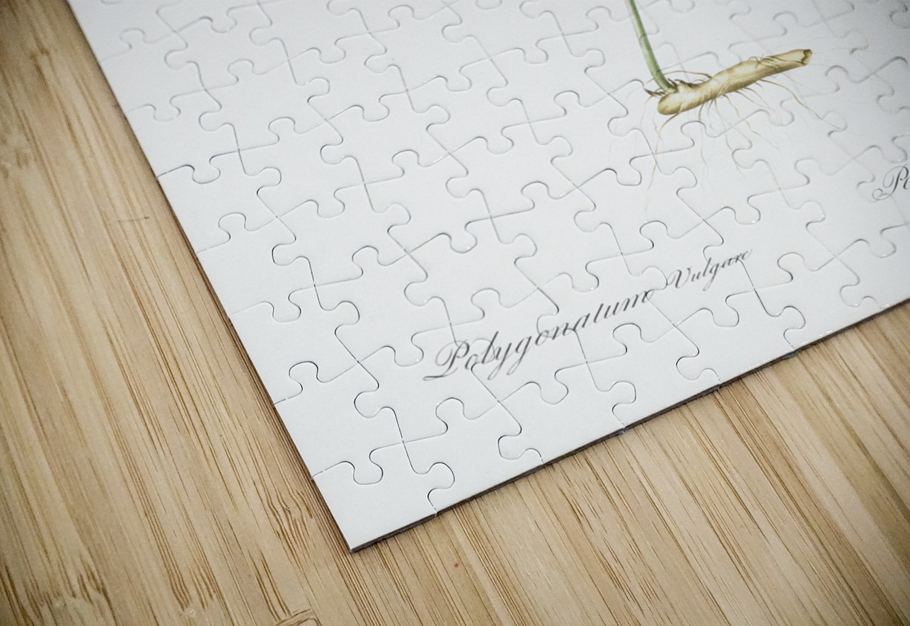 Angular solomon seal illustration  IStockHistory com Puzzle