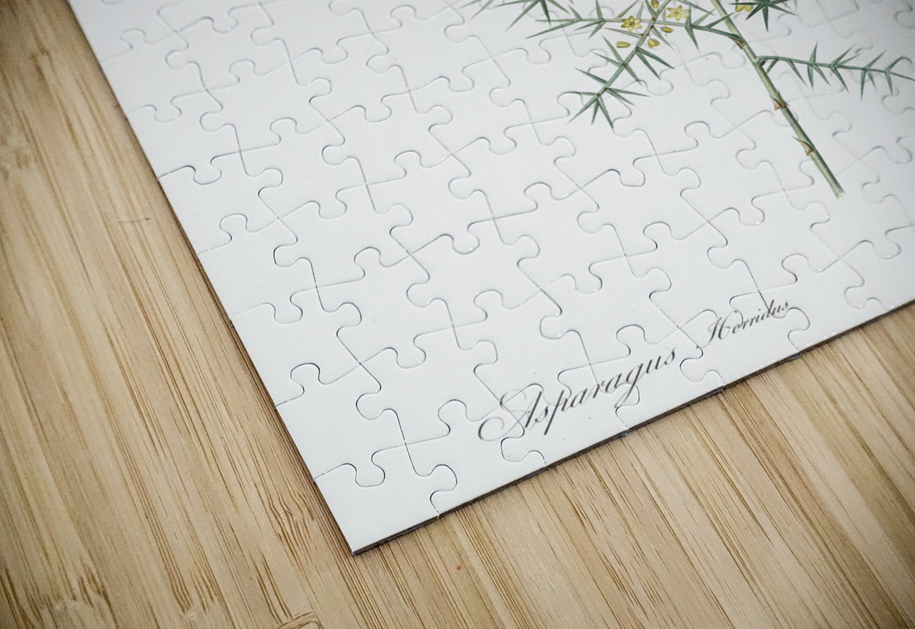 Asparagus horridus illustration  IStockHistory com Puzzle