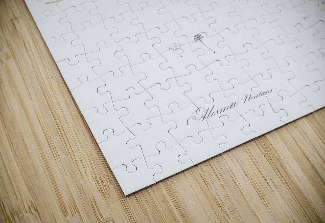 Floating water-plantain illustration  IStockHistory com Puzzle