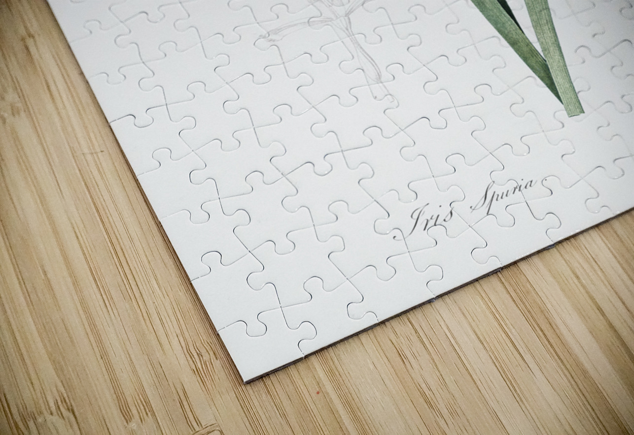 Blue iris illustration  IStockHistory com Puzzle