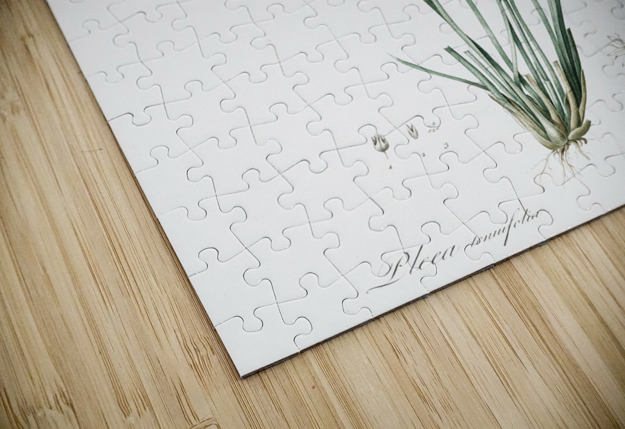 Rush featherling illustration  IStockHistory com Puzzle