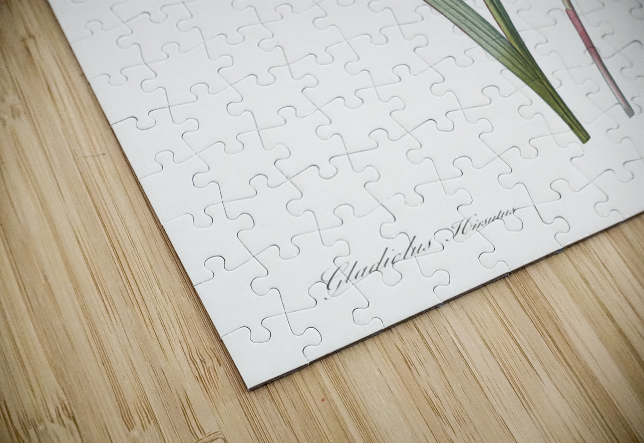 Sword lily illustration  IStockHistory com Puzzle