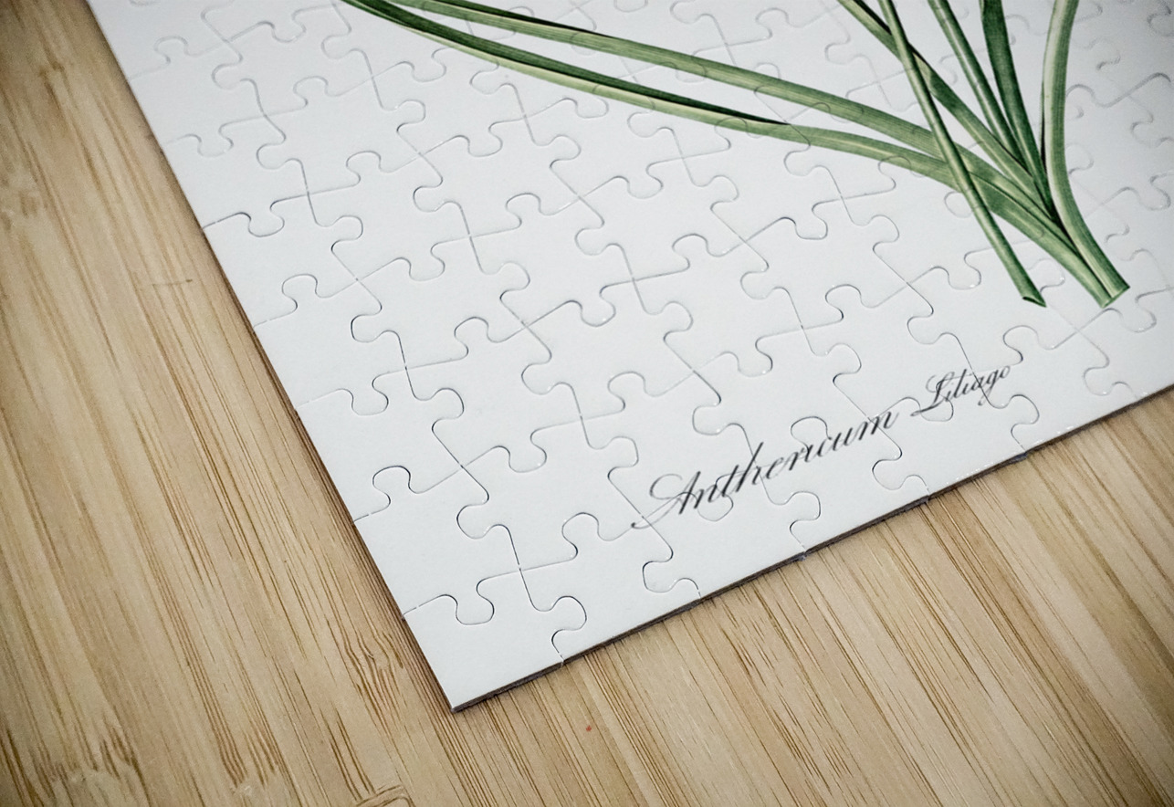 St Bernard lily illustration  IStockHistory com Puzzle