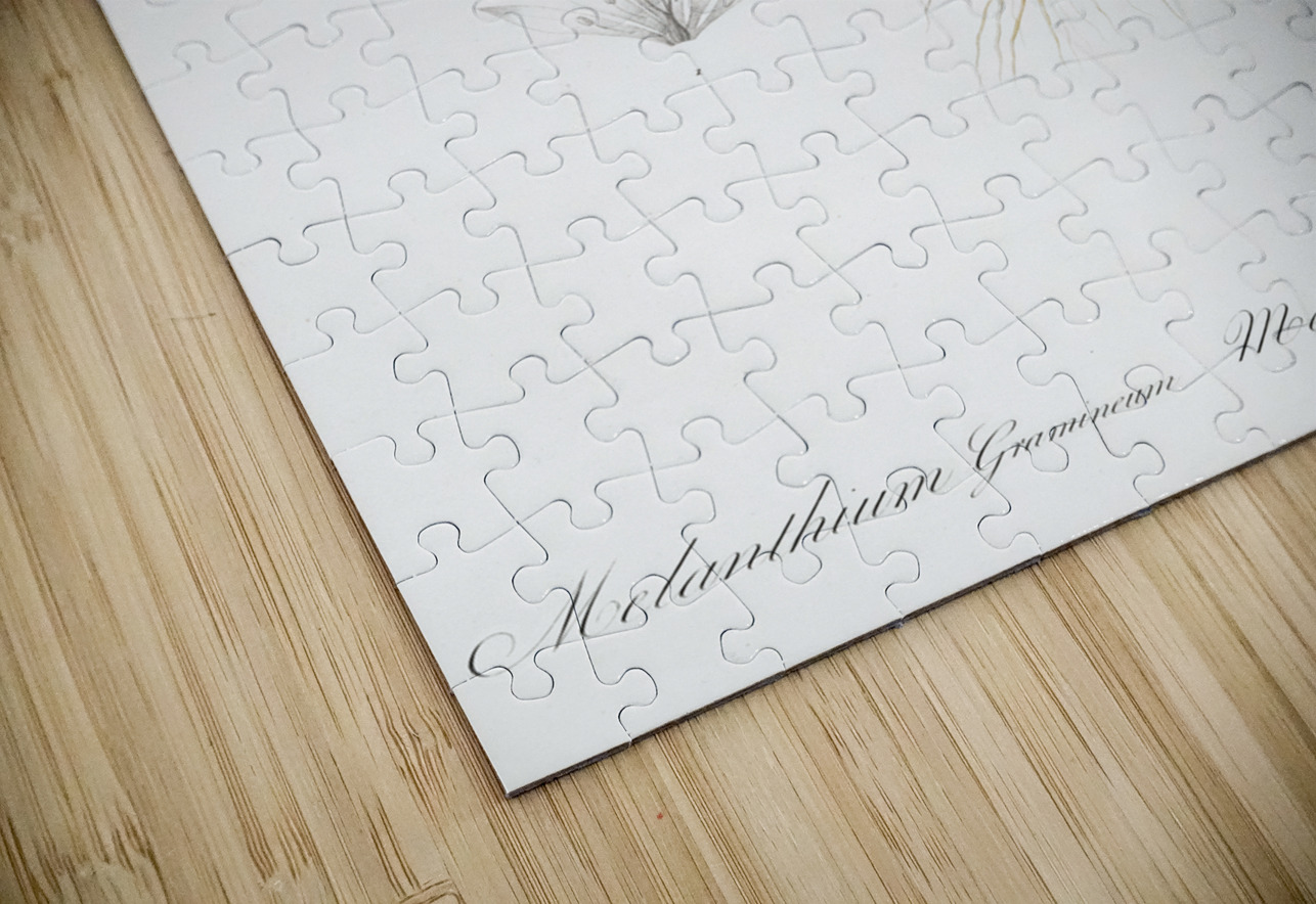 Melanthium gramineum illustration  IStockHistory com Puzzle