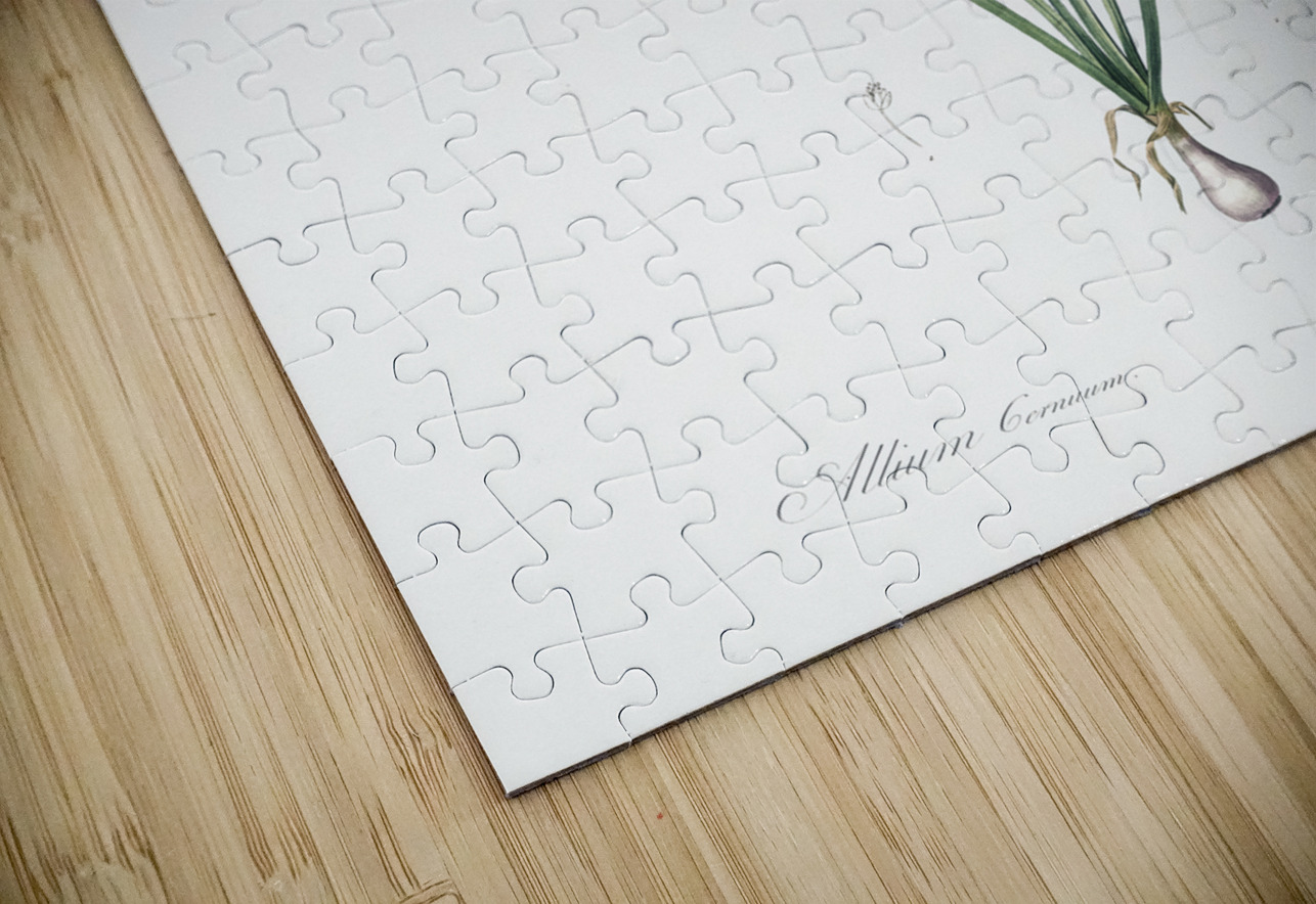 Nodding onion illustration  IStockHistory com Puzzle