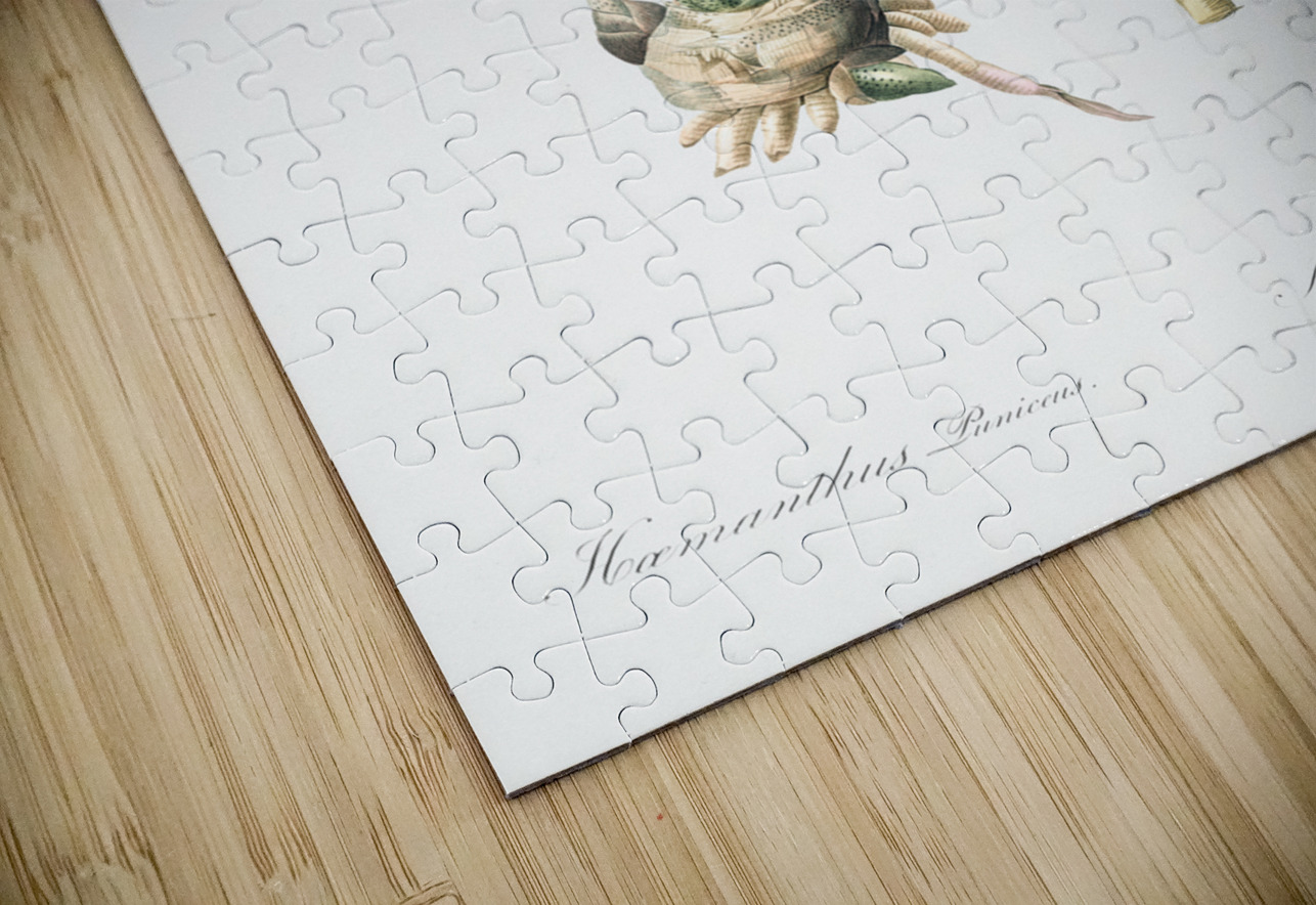 Paintbrush lily illustration IStockHistory com Puzzle